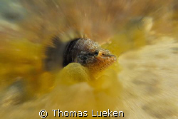 found in Puerto Mogan, D200 by Thomas Lueken 